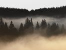 Foggy Forest