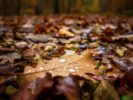 Carpet of Leaves